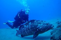 Lanzarote Scuba Diving Holiday - Costa Teguise. Turtle.